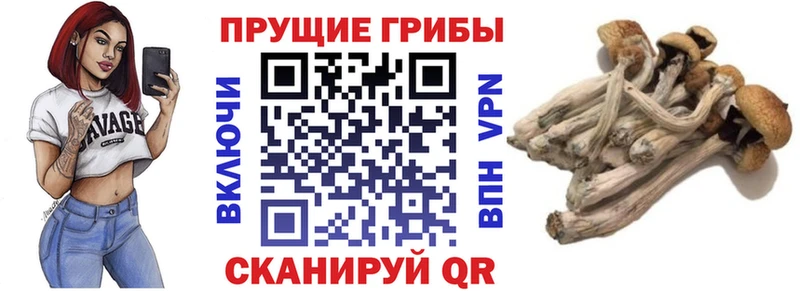 кракен как войти  Питкяранта  Псилоцибиновые грибы GOLDEN TEACHER 